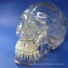 SKULL10 (12336) Crâne médical classique à rayons X, transparent, 3 parties, Cavités dentaires entourant l&#39;affichage, Crâne anatomique